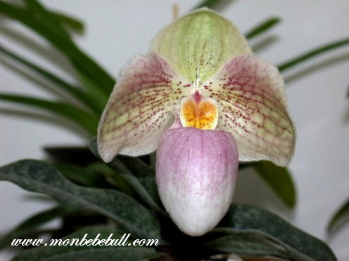 Paph Magic Lantern.jpg